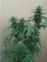 ACE Seeds Tikal - ein Foto von Screenshot