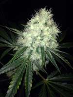 Accelerator Seeds Big White - ein Foto von DanieleAS