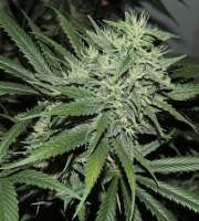 Acumen Genetics Dragons Teeth - ein Foto von GeneYuss