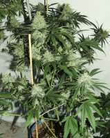 Acumen Genetics Dragons Teeth - ein Foto von GeneYuss