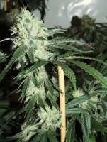 Acumen Genetics The Manna Machine - ein Foto von GeneYuss