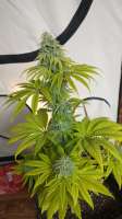 Advanced Seeds Afghan Skunk - ein Foto von hanfieyruderalis