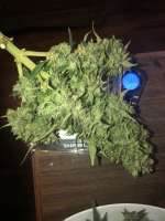 Advanced Seeds Auto Black Diesel - ein Foto von Itzallauto