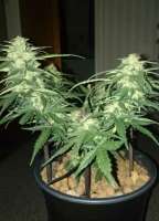 Advanced Seeds Auto Black Diesel - ein Foto von patchwork