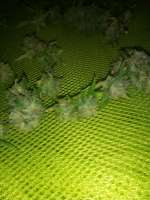 Bild von goldenskunk (Heavy Bud)