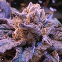 Aficionado Seed Collection White Cherry Truffle - ein Foto von soulray