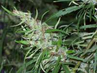 African Seeds Ethiopian Highland - ein Foto von Guest1