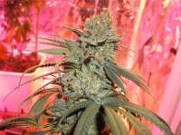 Alien Genetics Alien Hallucination - ein Foto von tyshoes