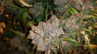 Alien Genetics Lemon Alien Dawg - ein Foto von Gatorhunts