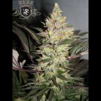 Alphakronik Genes Alpha Dawg - ein Foto von SeedMan91