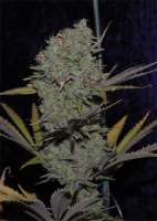 Alphakronik Genes Snowdawg BX - ein Foto von mgpawn