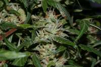 Bild von alpineseeds1 (Afghani Landrasse)