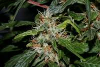 Bild von alpineseeds1 (Afghani Landrasse)