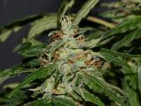 Bild von alpineseeds1 (Afghani Landrasse)