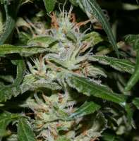 Bild von alpineseeds1 (Afghani Landrasse)