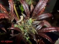 Alpine-Seeds Afghani Landrasse - ein Foto von Stamina