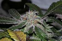 Bild von alpineseeds1 (DeepChunk S1)