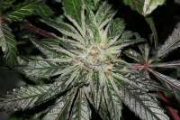 Bild von alpineseeds1 (DeepChunk S1)