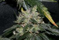 Bild von alpineseeds1 (Erdbeer x Deep Chunk)