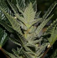 Bild von admin (Erdbeer x Sweet Pink Grapefruit)