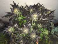 Alpine-Seeds Erdbeer x Sweet Pink Grapefruit - ein Foto von Deadbeat