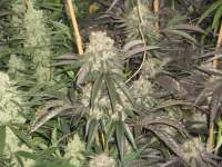 Bild von MrOrganic (OG Kush-LemonLarry)