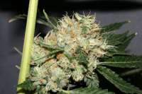 Bild von AlpineSeeds (OG Kush-LemonLarry)