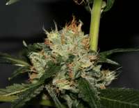 Bild von AlpineSeeds (OG Kush-LemonLarry)