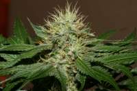 Bild von AlpineSeeds (OG Kush-LemonLarry)