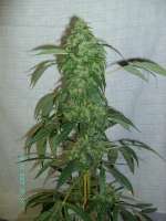 Bild von stamina (OG Kush-LemonLarry)