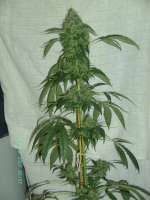 Bild von stamina (OG Kush-LemonLarry)