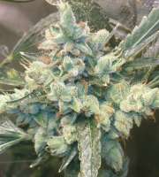 Alpine-Seeds OG.Kush-LemonLarry  - ein Foto von Weedlife