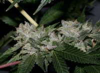 Bild von alpineseeds1 (OG Kush-LemonLarry 1 1)