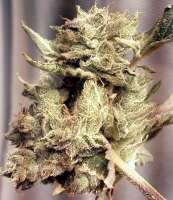 Bild von Weedlife (OG Kush-LemonLarry 1 1)