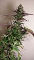 Bild von WeedOxid [OG Kush-LemonLarry x DeepChunk]