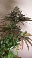 Bild von WeedOxid [OG Kush-LemonLarry x DeepChunk]