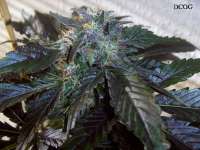 Bild von Stamina (OG Kush-LemonLarry x DeepChunk)