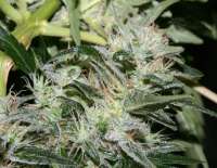 Alpine-Seeds OG.Kush-LemonLarry x OG.Kush SFV BX1 - ein Foto von alpineseeds1