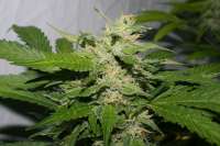 Bild von alpineseeds1 (SPG Breeding Line 2)