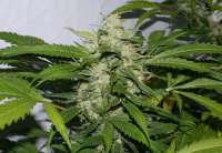 Bild von alpineseeds1 (SPG Breeding Line 2)