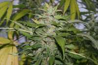 Bild von alpineseeds1 (SPG Breeding Line 2)