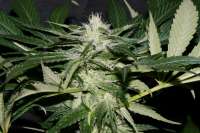 Bild von AlpineSeeds (Sweet Chunk)