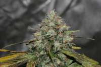 Bild von alpineseeds11 (Sweet Chunk BX1)