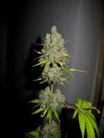 Alpine-Seeds Sweet Chunk BX1 - ein Foto von thegreen