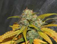 Alpine-Seeds Sweet Pink Grapefruit - ein Foto von alpineseeds1