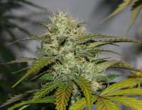 Alpine-Seeds Sweet Pink Grapefruit - ein Foto von alpineseeds1