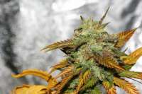 Alpine-Seeds Sweet Pink Grapefruit - ein Foto von alpineseeds1