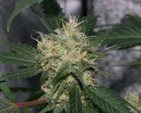 Bild von alpineseeds1 (Sweet Pink Grapefruit)