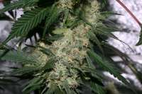 Bild von alpineseeds1 (Sweet Pink Grapefruit)