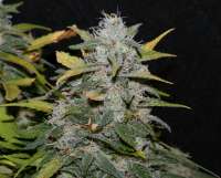 Bild von alpineseeds1 (Sweet Pink Grapefruit)